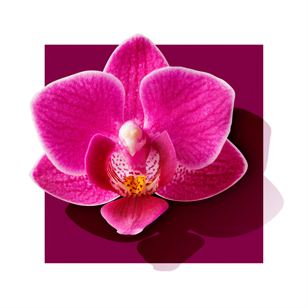 Photo by Samuel Galanský: Close-up of a magenta orchid flower on a purple square background.